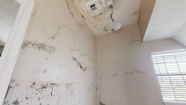 Best Mold Remediation for Healthcare Facilities  in Sun City Center, FL