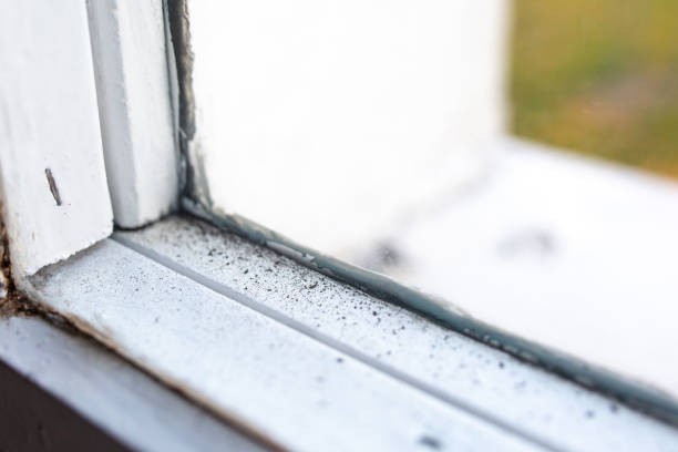 Best Water Damage & Mold Remediation  in Sun City Center, FL