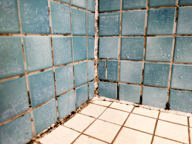 Best Commercial Mold Inspection  in Sun City Center, FL