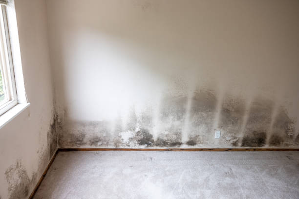 Best Basement Mold Removal  in Sun City Center, FL